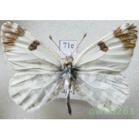 Euchloe ausonia (Hubner, 1805) Turkey71e